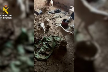 La Guardia Civil rescata a once podencos abandonados por su propietario en La Bureba (Burgos)