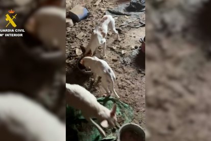 La Guardia Civil rescata a once podencos abandonados por su propietario en La Bureba (Burgos)