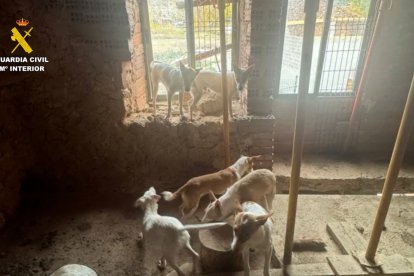 La Guardia Civil rescata a once podencos abandonados por su propietario en La Bureba (Burgos)
