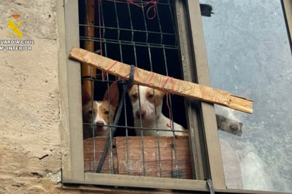 La Guardia Civil rescata a once podencos abandonados por su propietario en La Bureba (Burgos)
