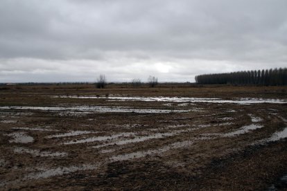 El río Esla se desborda a su paso por Villalobar (León).