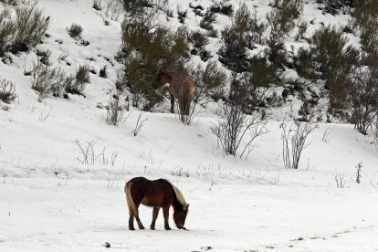 La nieve cubre los valles de la comarca de Arbás, León