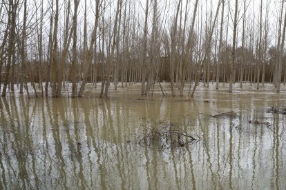 Campos anegados en la vega del río Ucieza en Amusco, en Palencia, por la borrasca Marta