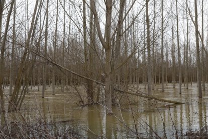 Campos anegados en la vega del río Ucieza en Amusco, en Palencia, por la borrasca Marta