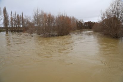 Campos anegados en la vega del río Ucieza en Amusco, en Palencia, por la borrasca Marta