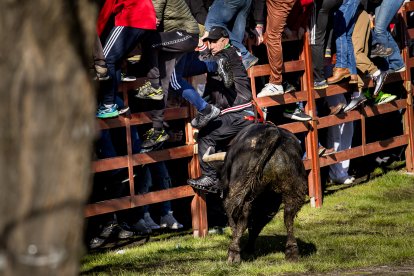 Carnaval del Toro en Ciudad Rodrigo (Salamanca)