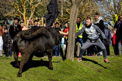 Carnaval del Toro en Ciudad Rodrigo (Salamanca)