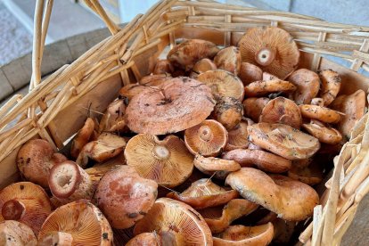 Una cesta de níscalos de Riaza (Segovia)