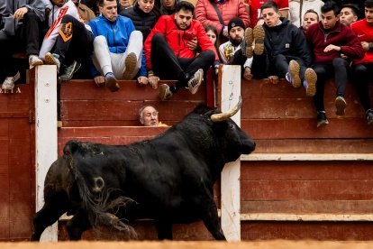 Carnaval del Toro en Ciudad Rodrigo (Salamanca)