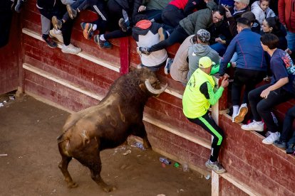 Martes del Carnaval del Toro de Ciudad Rodrigo (Salamanca)