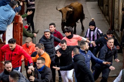 Martes del Carnaval del Toro de Ciudad Rodrigo (Salamanca)