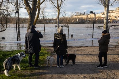 Numerosas personas se acercan a contemplar la crecida del Río Duero a su paso por Zamora