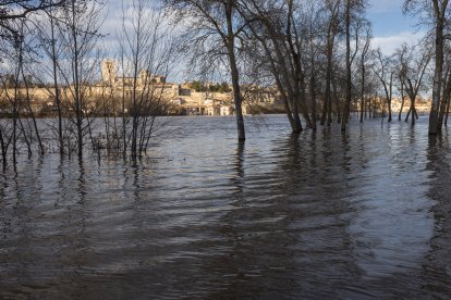 Numerosas personas se acercan a contemplar la crecida del Río Duero a su paso por Zamora