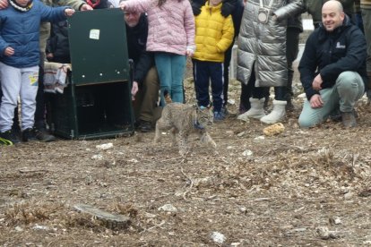 Liberados dos nuevos linces ibéricos en el Cerrato Palentino, del total de 9 ejemplares que se soltarán a lo largo de 2026