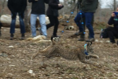 Liberados dos nuevos linces ibéricos en el Cerrato Palentino, del total de 9 ejemplares que se soltarán a lo largo de 2026
