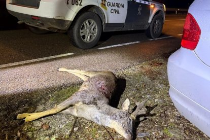 Animal hallado en el maletero.