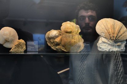 El aula paleontológica  del centro cultural 'Jesús Meneses' de Villamuriel de Cerrato  custodia 10.000 fósiles y mantiene vivo el legado de Rafael Martín