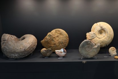 El aula paleontológica  del centro cultural 'Jesús Meneses' de Villamuriel de Cerrato  custodia 10.000 fósiles y mantiene vivo el legado de Rafael Martín
