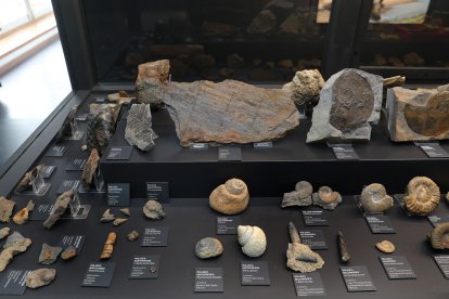 El aula paleontológica  del centro cultural 'Jesús Meneses' de Villamuriel de Cerrato  custodia 10.000 fósiles y mantiene vivo el legado de Rafael Martín