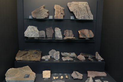 El aula paleontológica  del centro cultural 'Jesús Meneses' de Villamuriel de Cerrato  custodia 10.000 fósiles y mantiene vivo el legado de Rafael Martín