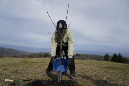 Iniciativa 'Guardianes del Bosque', con la plantación de árboles en zonas afectadas por los incendios en el Bierzo
