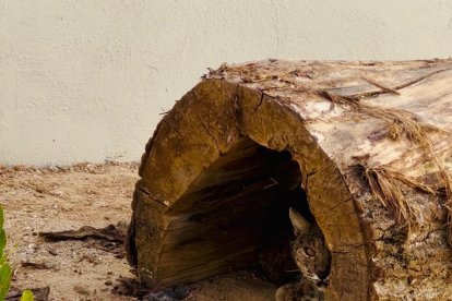 La Junta invierte 574.000 euros en nuevas infraestructuras para reforzar el programa de reintroducción del lince ibérico en Castilla y León.