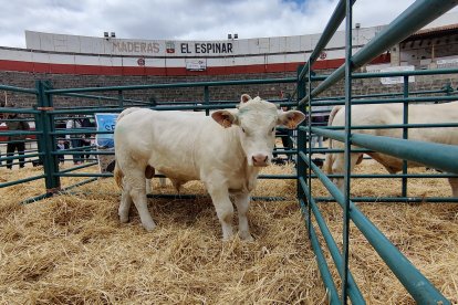 Feria de Ganado Vacuno en el Espinar en ediciones anteriores