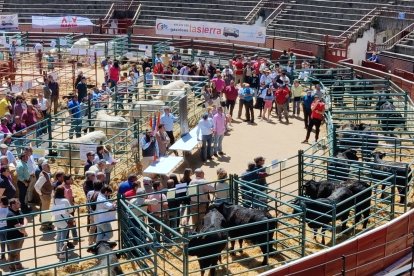 Feria de Ganado Vacuno en el Espinar en ediciones anteriores
