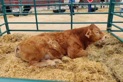 Feria de Ganado Vacuno en el Espinar en ediciones anteriores
