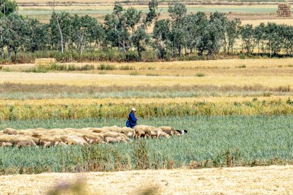 Las ovejas Churra y Castellana, alimentadas en pastoreo extensivo, aportan el carácter único al queso zamorano que hoy conquista también mercados internacionales.