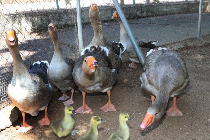 Reapertura del zoo de Aves en Herrera de Pisuerga (Palencia)
