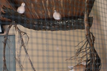 Reapertura del zoo de Aves en Herrera de Pisuerga (Palencia)