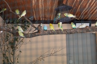 Reapertura del zoo de Aves en Herrera de Pisuerga (Palencia)