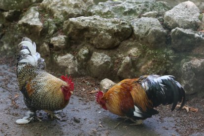 Reapertura del zoo de Aves en Herrera de Pisuerga (Palencia)