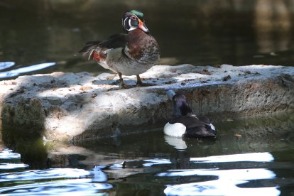 Reapertura del zoo de Aves en Herrera de Pisuerga (Palencia)