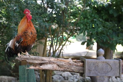 Reapertura del zoo de Aves en Herrera de Pisuerga (Palencia)