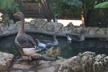 Reapertura del zoo de Aves en Herrera de Pisuerga (Palencia)