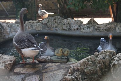 Reapertura del zoo de Aves en Herrera de Pisuerga (Palencia)