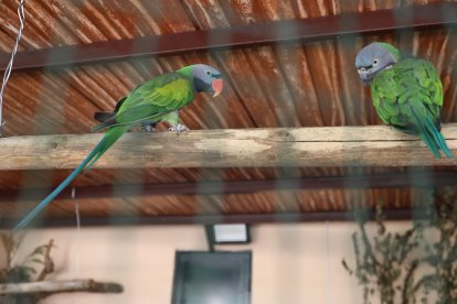 Reapertura del zoo de Aves en Herrera de Pisuerga (Palencia)