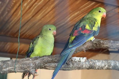 Reapertura del zoo de Aves en Herrera de Pisuerga (Palencia)