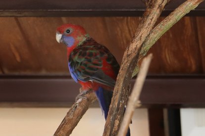 Reapertura del zoo de Aves en Herrera de Pisuerga (Palencia)