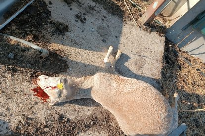 Una de las ovejas atacada por los lobos
