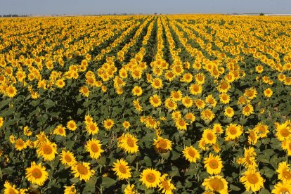 Campos de girasol en la zona del Campo Charro en la provincia de Salamanca