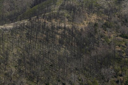 Un año después del incendio que asoló la localidad de Lusio (León).