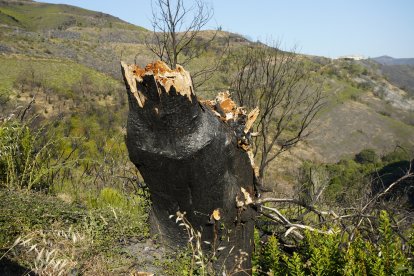 Un año después del incendio que asoló la localidad de Lusio (León).