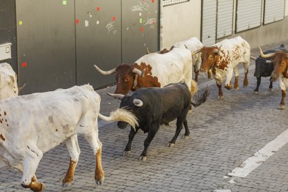 Cuarto de los encierros de las fiestas de Cuéllar 2026