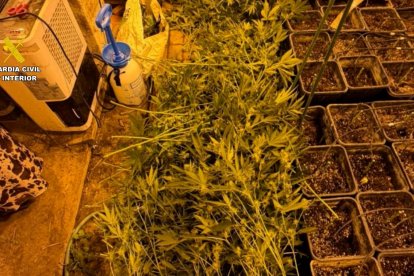 Macroplantación indoor de marihuana en el Valle de Mena