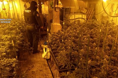 Macroplantación indoor de marihuana en el Valle de Mena