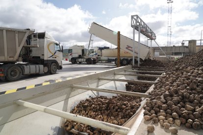 Recepción de remolacha en la fábrica de la azucarera ACOR en Olmedo (Valladolid)