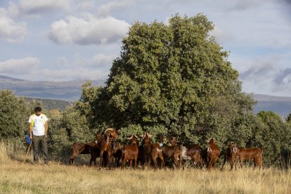 Un momento del recorrido entre las localidades abulenses de Solosancho y El Fresno.
